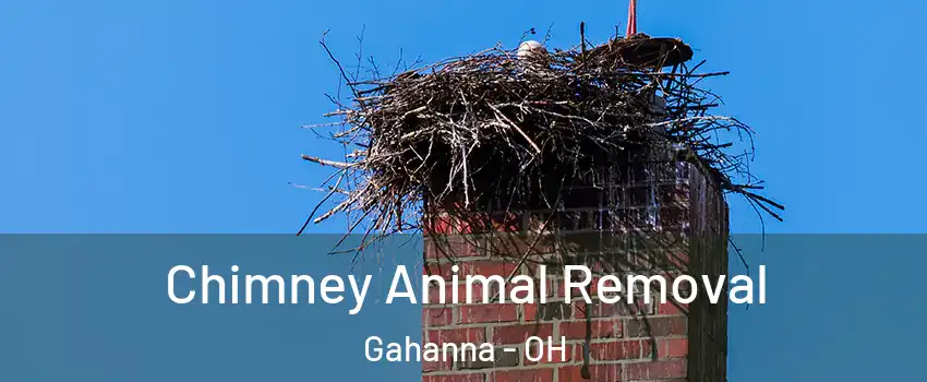 Chimney Animal Removal Gahanna - OH