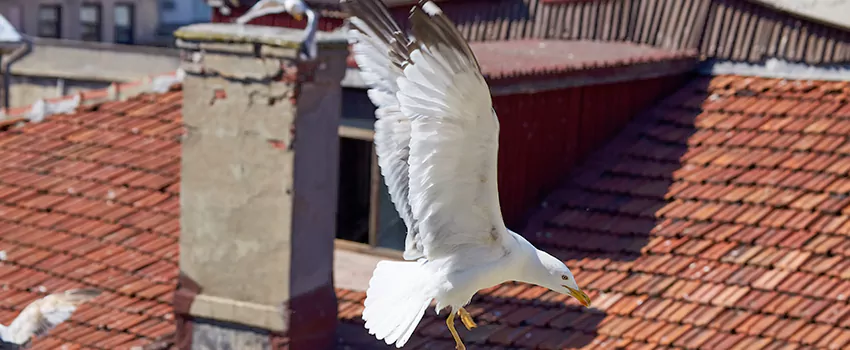 Residential Chimney Animal Removal Solution in Gahanna, OH