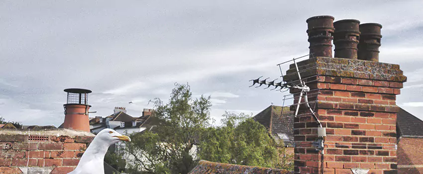Chimney Cleaning And Restoration in Gahanna, Ohio